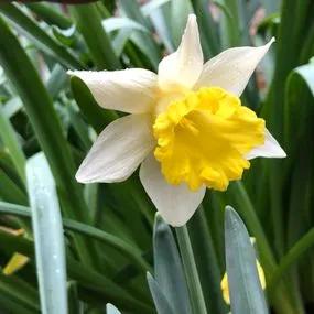 Topolino Daffodil (Narcissus Topolino) Img 1